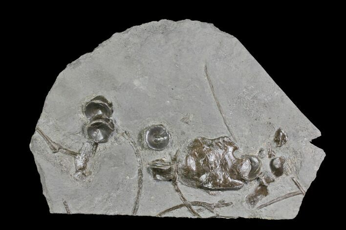 Plate Of Fossil Ichthyosaur Bones - Germany #150173